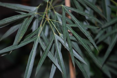 Brachychiton rupestris -brachychiton sklaní